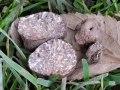 20 Tuber melanosporum